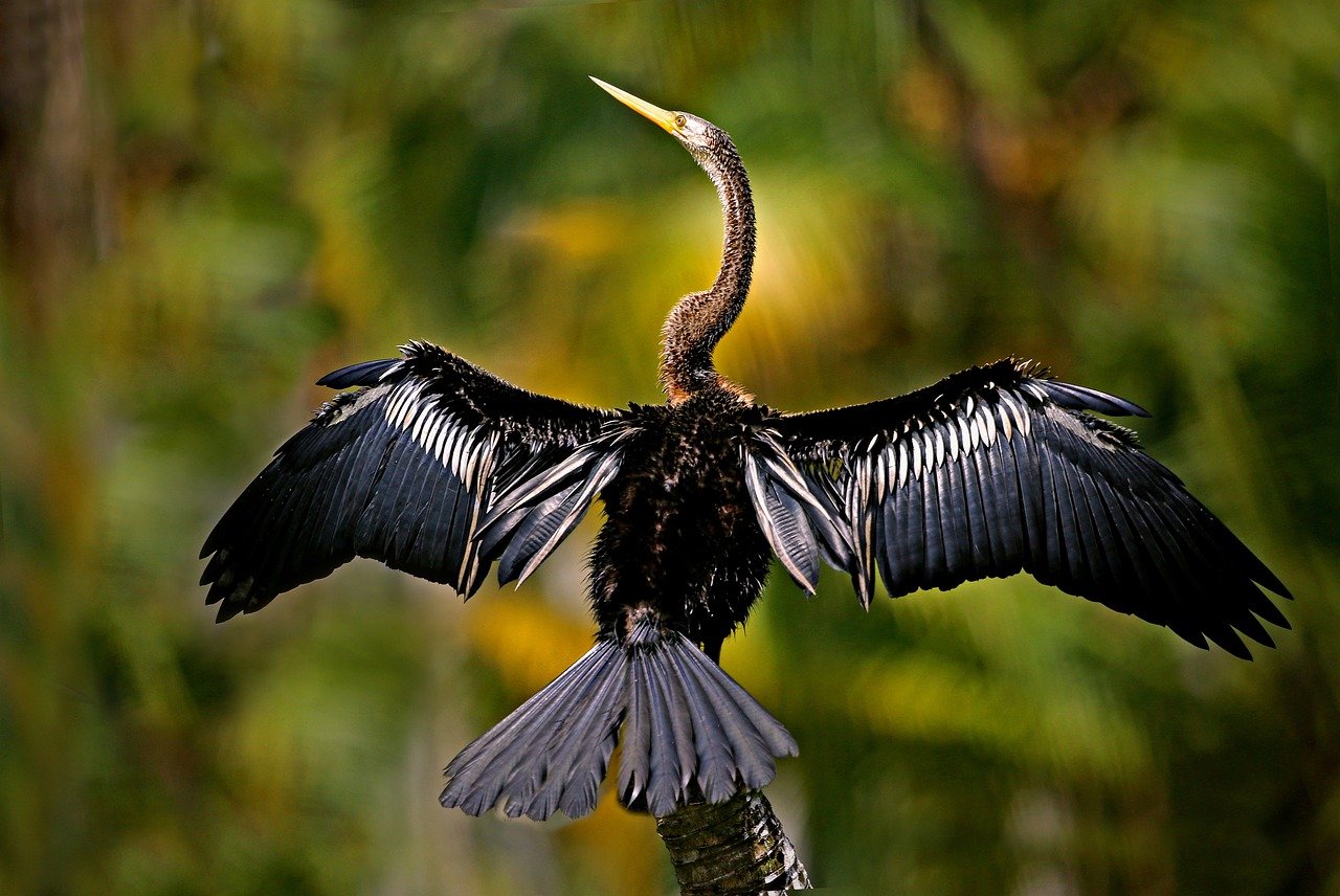 Backyard Biodiversity: Creating a Wildlife-Friendly Garden